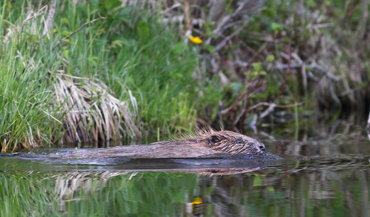 A Eurasian beaver sitting at the edge of a pond