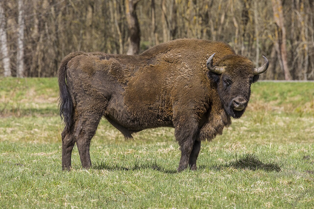 A European bison bull standing in an autumn forest