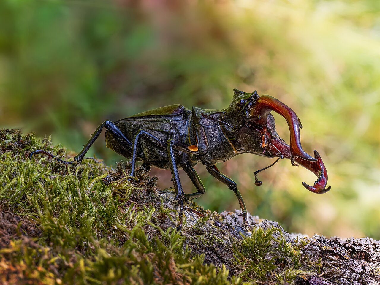 A male European stag beetle with large antler-like mandibles on a green leaf