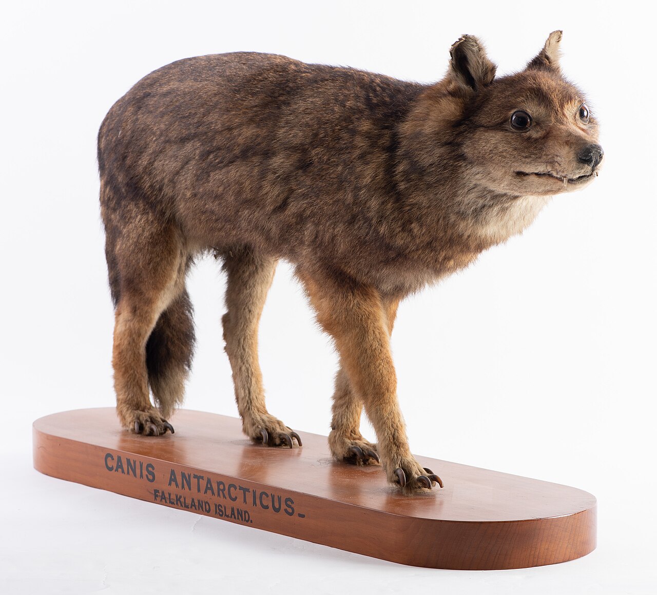 Taxidermy of a Falkland Islands wolf, a fox-like canid with a thick brown coat