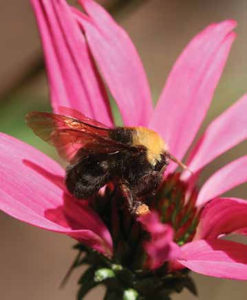 Franklin’s bumble bee on a flower, yellow and black, photographed for USDA