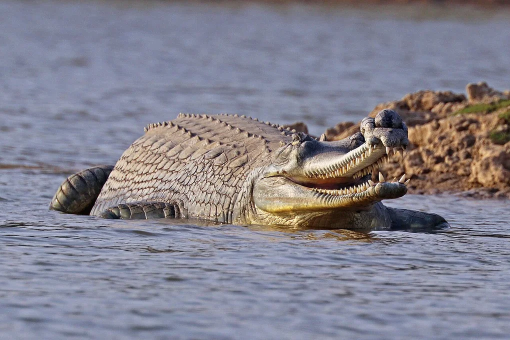A male gharial with a long narrow snout and a knob on its tip