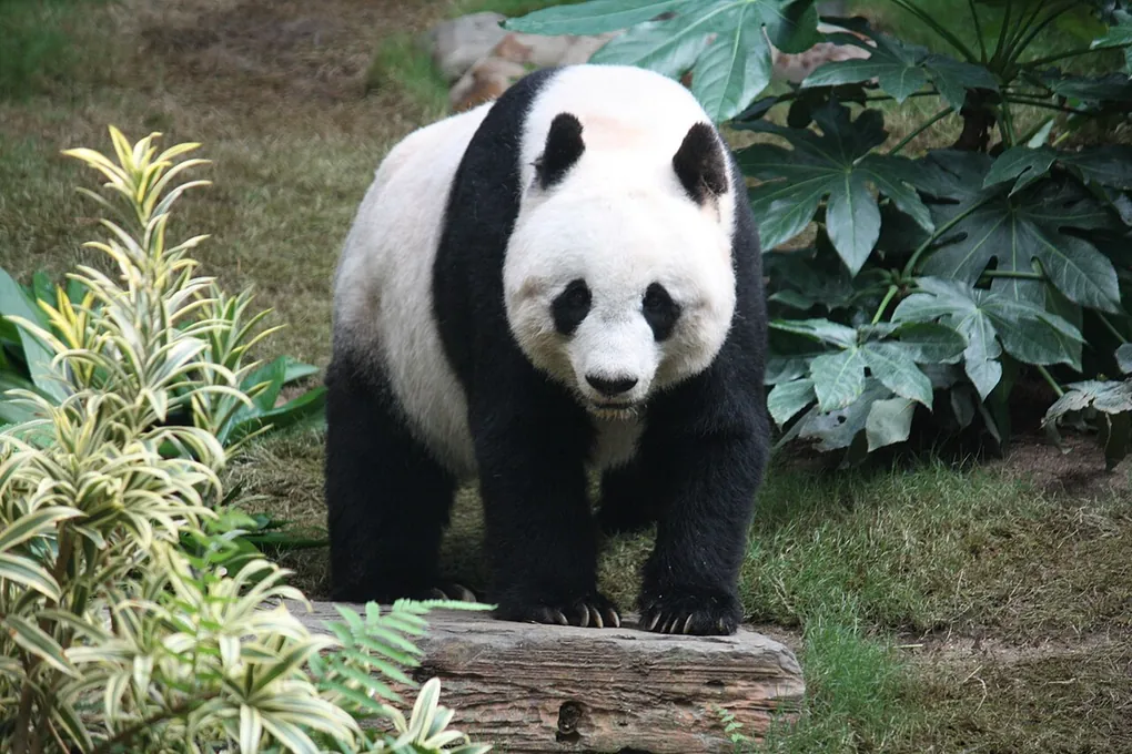 A giant panda sitting among green plants and chewing on bamboo
