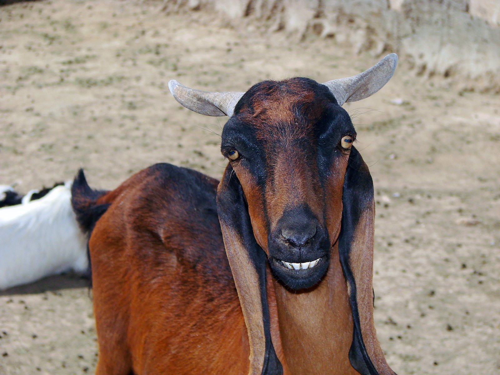 A brown domestic goat with long, drooping ears.