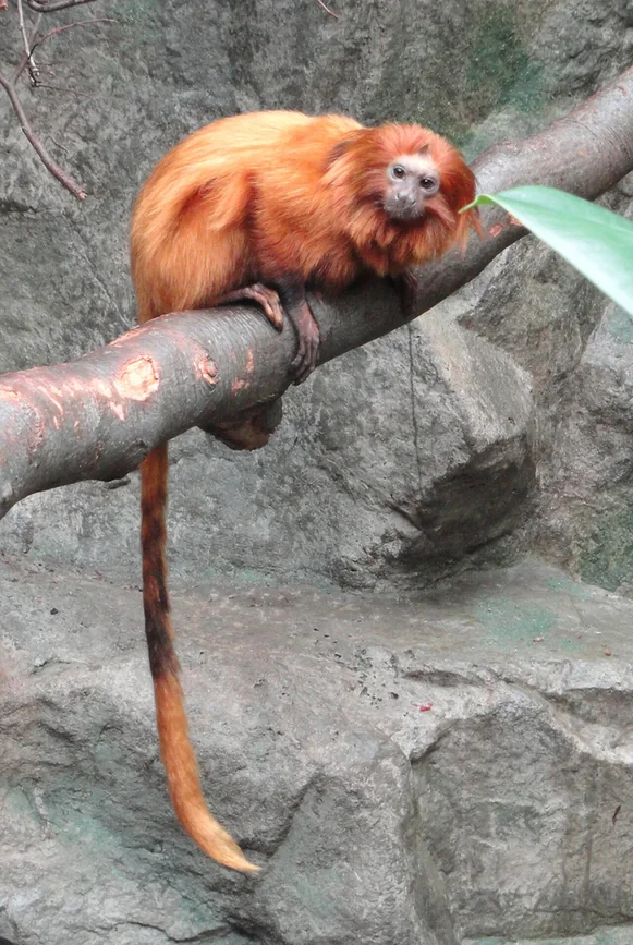 A golden lion tamarin with a shining orange mane sitting on a branch
