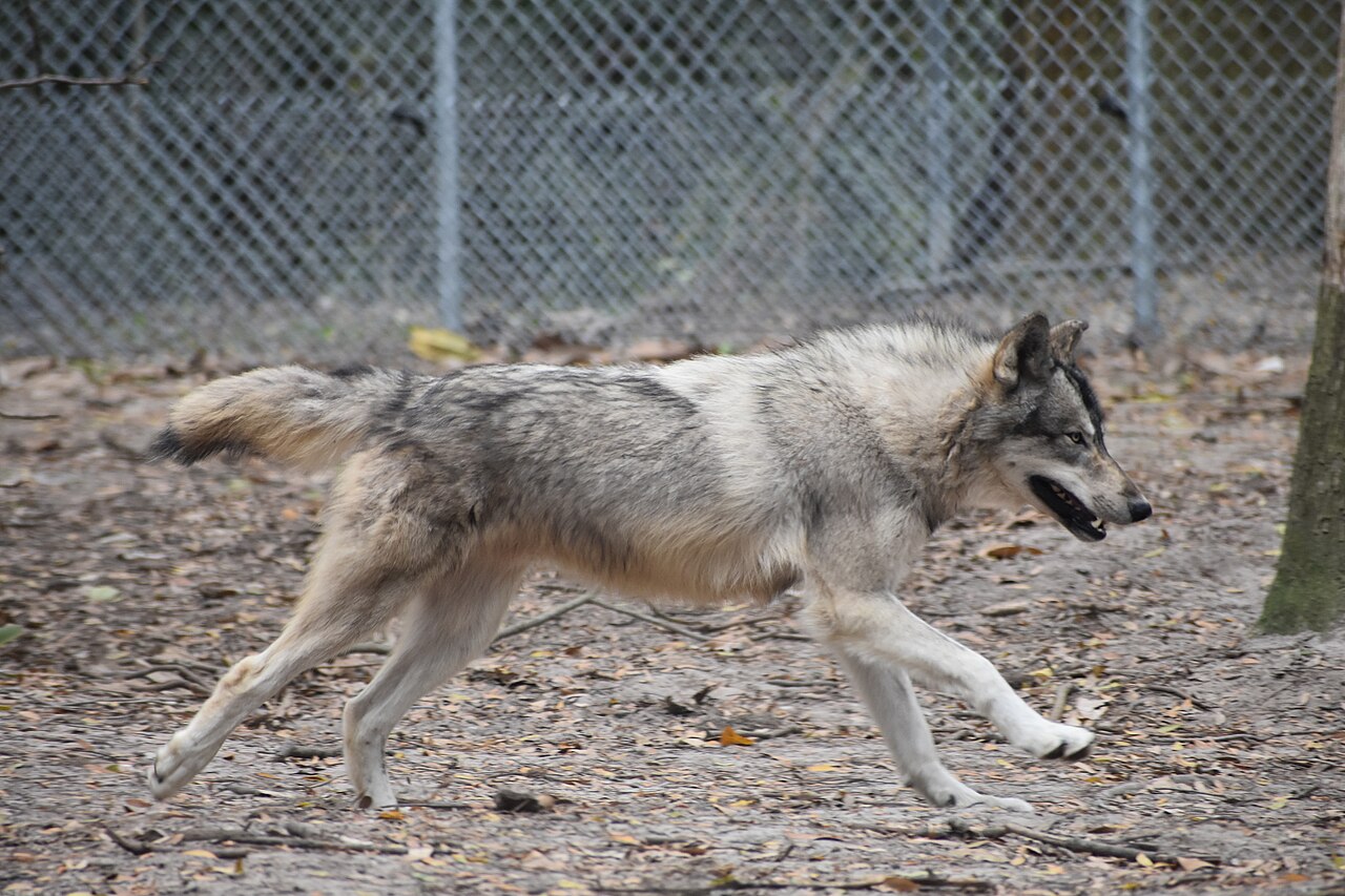 A gray wolf standing in snow, looking toward the camera
