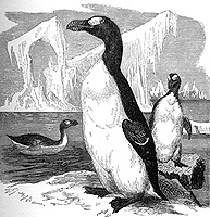 Nineteenth-century engraving of great auks on an icy North Atlantic shore