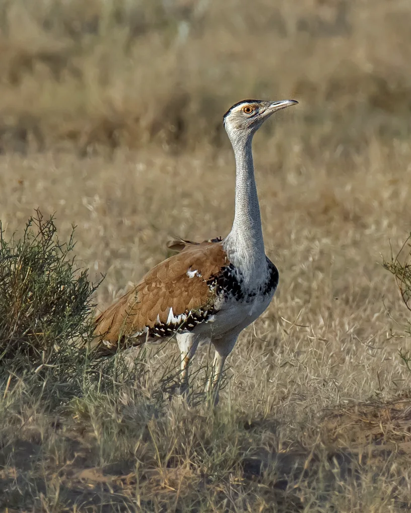 A great Indian bustard with a long white neck, black crown and brown back in dry grass