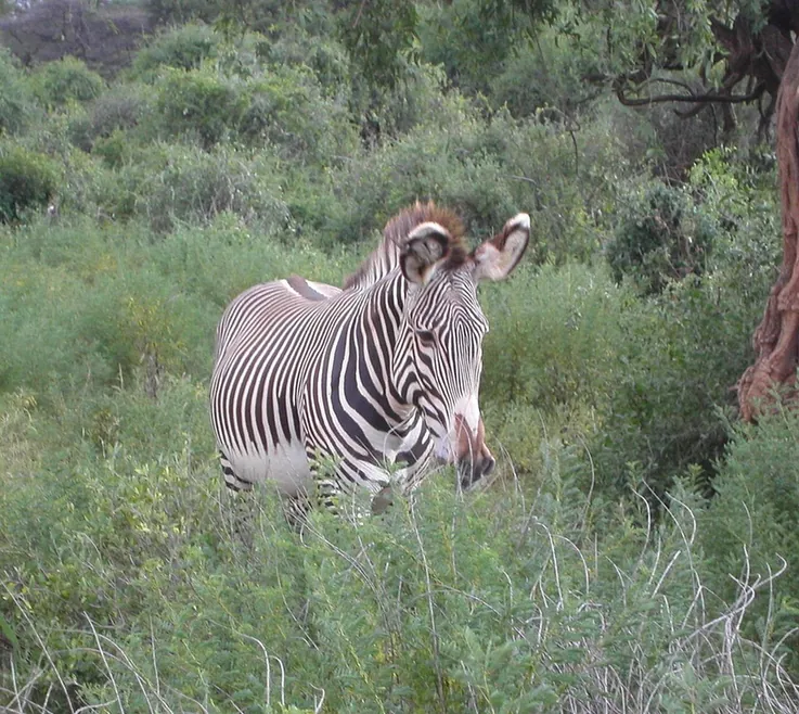 A Grevy's zebra with narrow black and white stripes and large round ears standing in dry bush