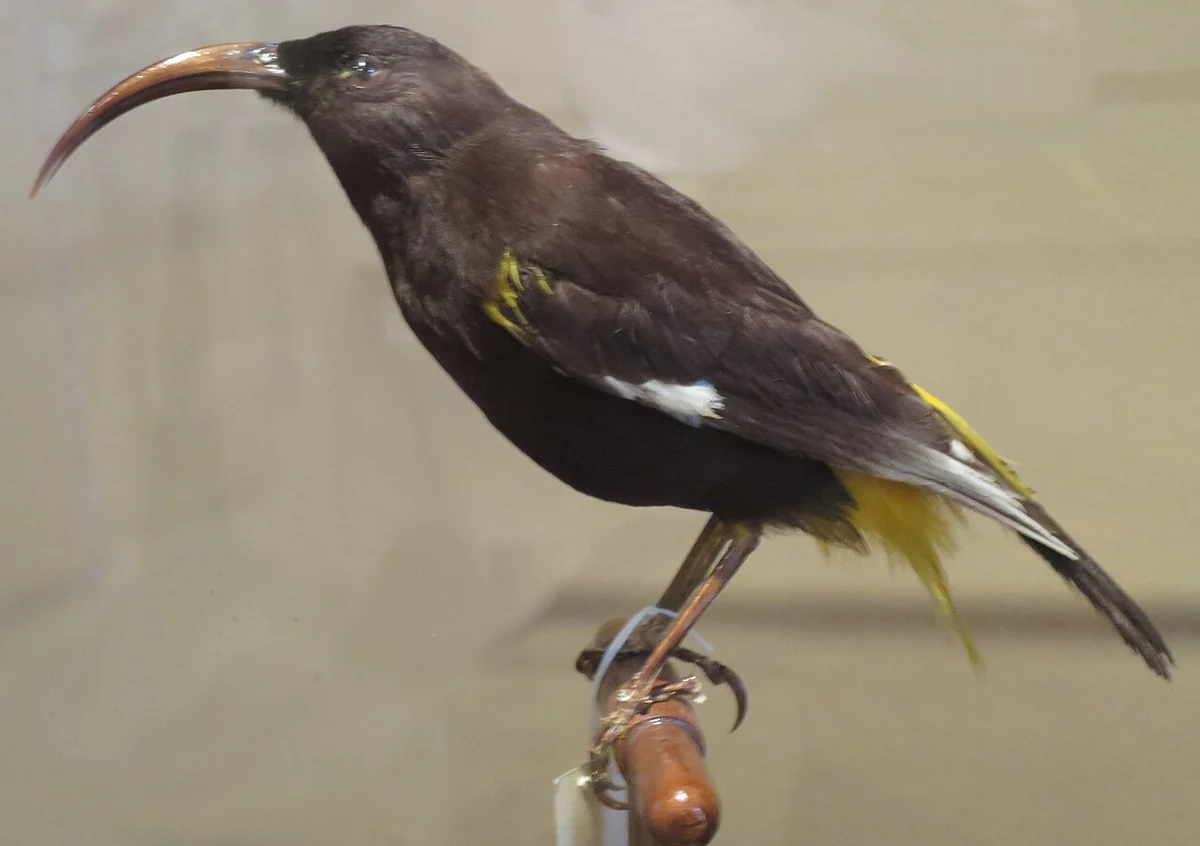 Mounted Hawaiʻi mamo in a museum, a black bird with yellow patches and a long curved bill