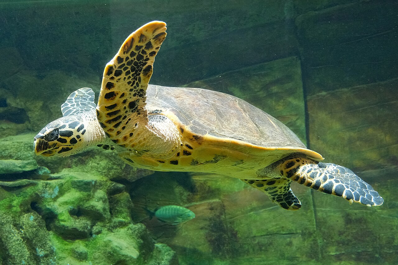 A hawksbill sea turtle swimming, showing its pointed beak and patterned shell