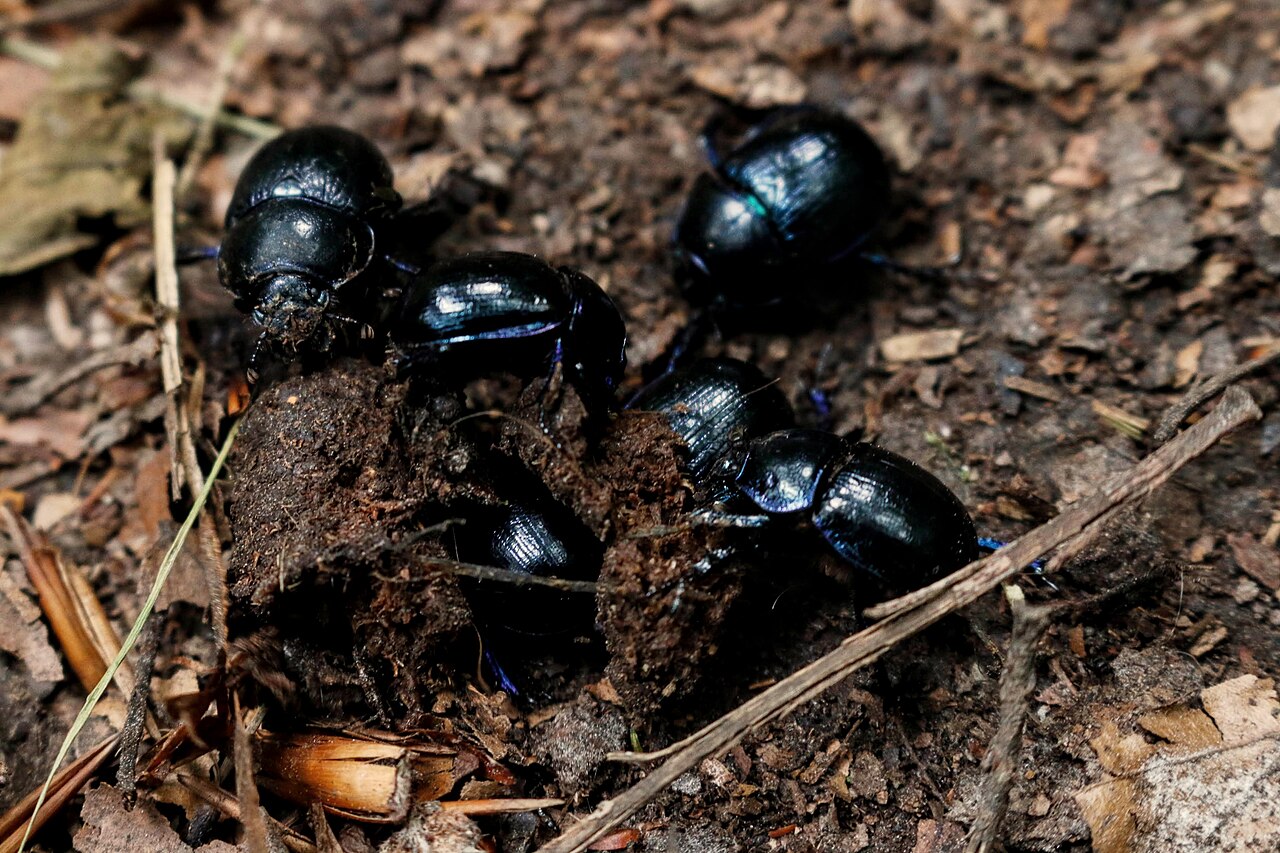 A dark brown hermit beetle on the rough bark of an old tree