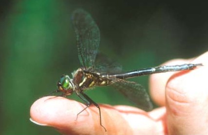 A Hine’s emerald dragonfly with a metallic green thorax, perched