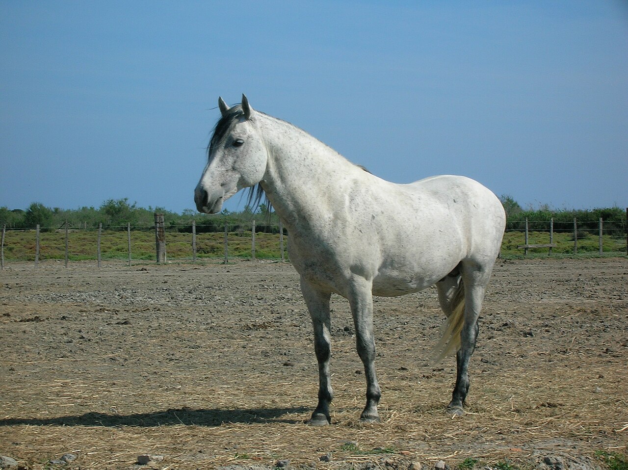 A white Camargue horse standing in grass