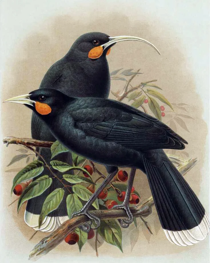 Old colour plate of a male and a female huia, black birds with orange wattles and white tipped tails