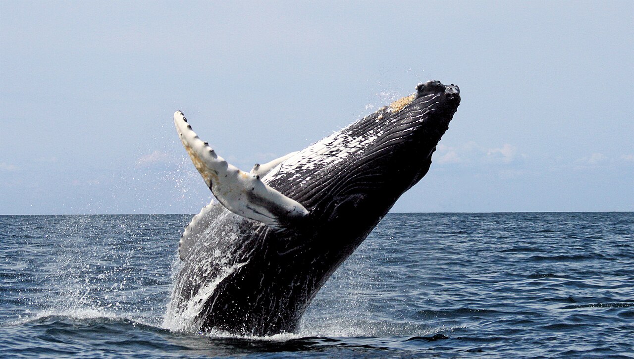 A humpback whale diving, showing its black-and-white tail flukes