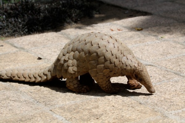 An Indian pangolin walking on stone paving, showing large overlapping scales