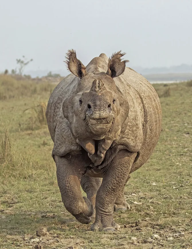 An Indian rhinoceros with deep skin folds and a single horn standing in grass