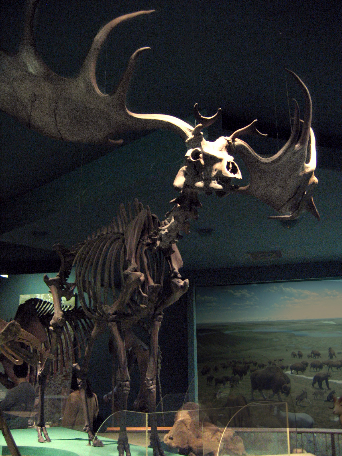 Mounted skeleton of an Irish elk with enormous palmate antlers