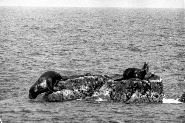 1934 photograph of Japanese sea lions on a rock at Takeshima