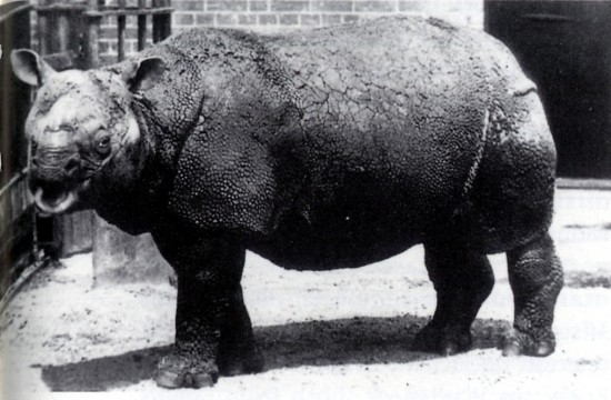 Historical photograph of a Javan rhinoceros standing in a London Zoo enclosure