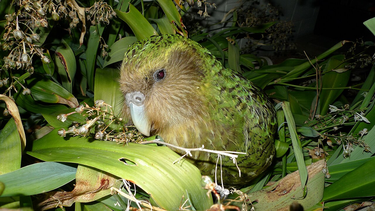 Sirocco the kākāpō, a moss-green flightless parrot, facing the camera among flax leaves