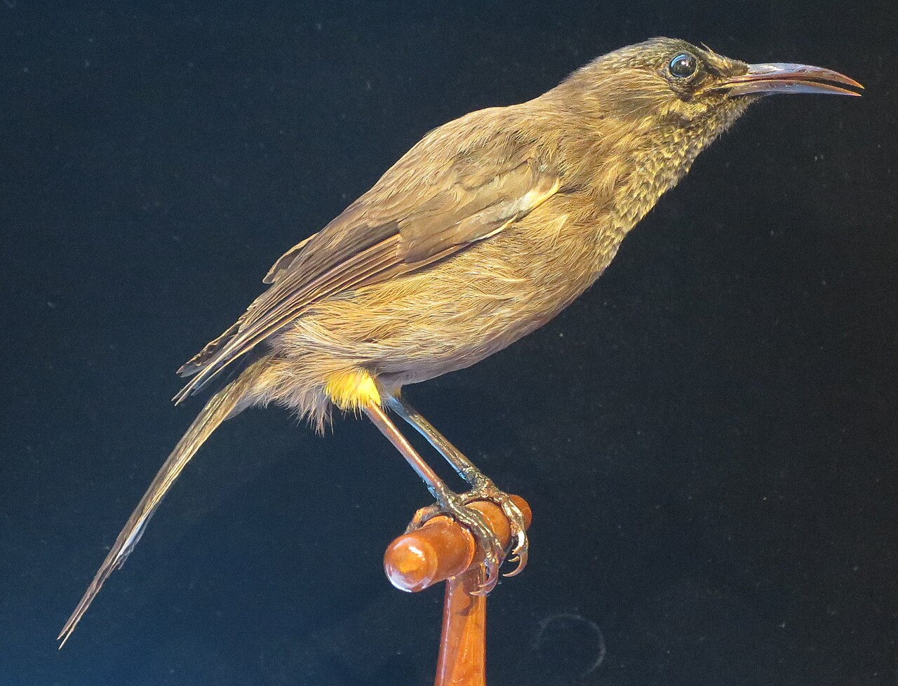 Museum specimen of a Kauaʻi ʻōʻō, a dark honeyeater with yellow thigh tufts