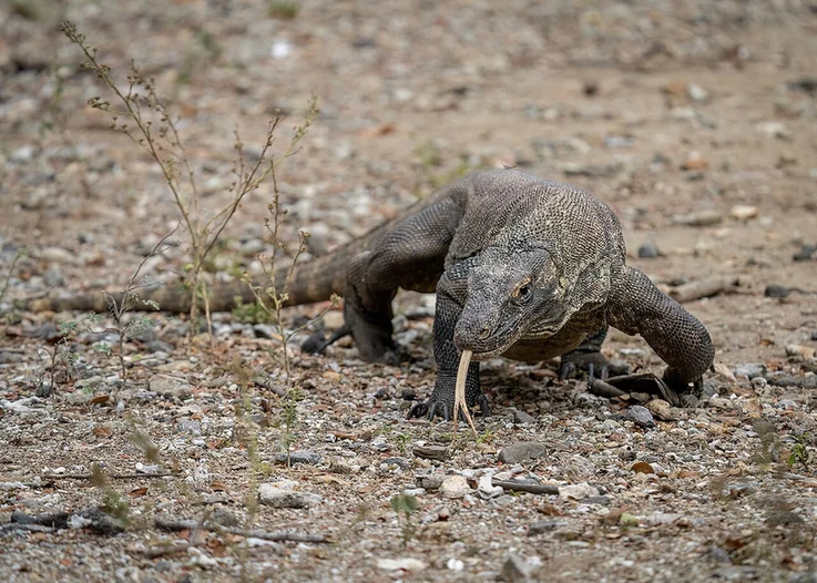 A Komodo dragon with rough grey brown scales on the ground
