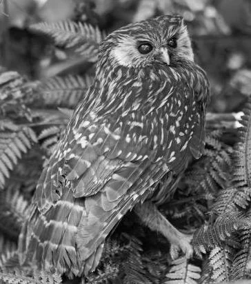 Old black and white photograph of a live laughing owl perched among ferns