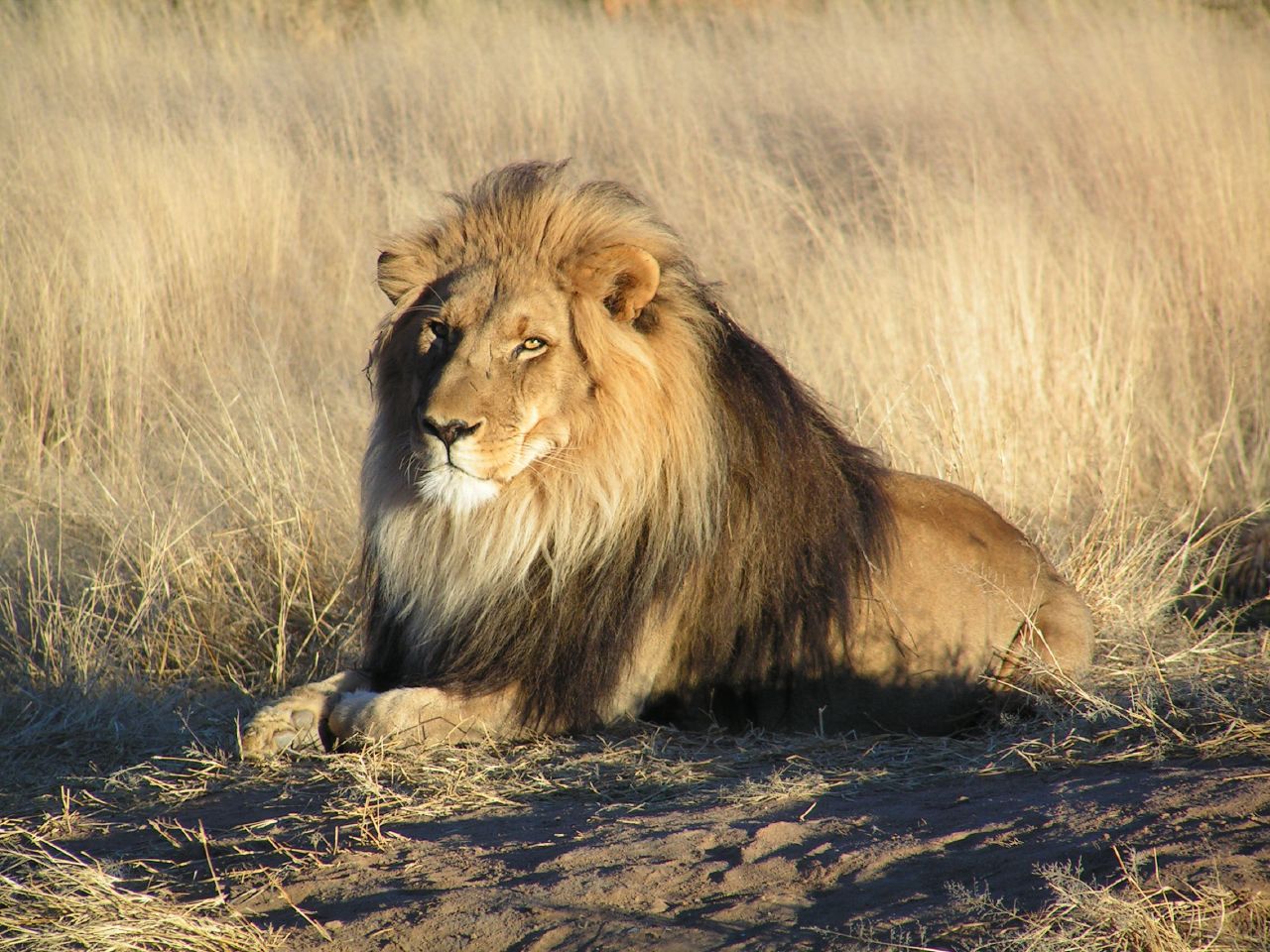 A male lion lying in dry grass in Namibia