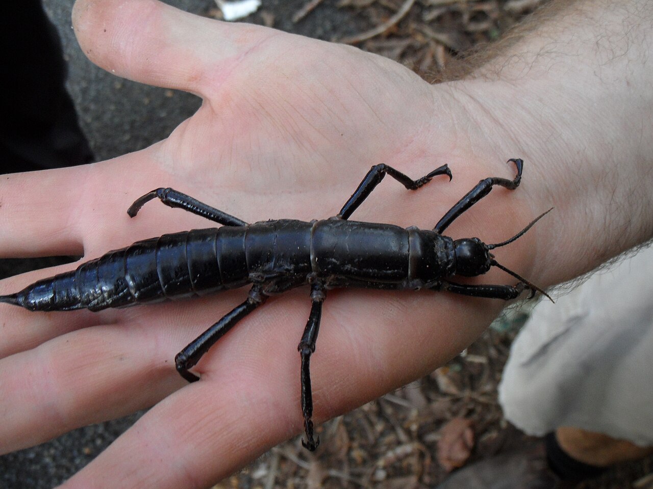 A dark, heavy-bodied Lord Howe Island stick insect resting on a person’s open hand