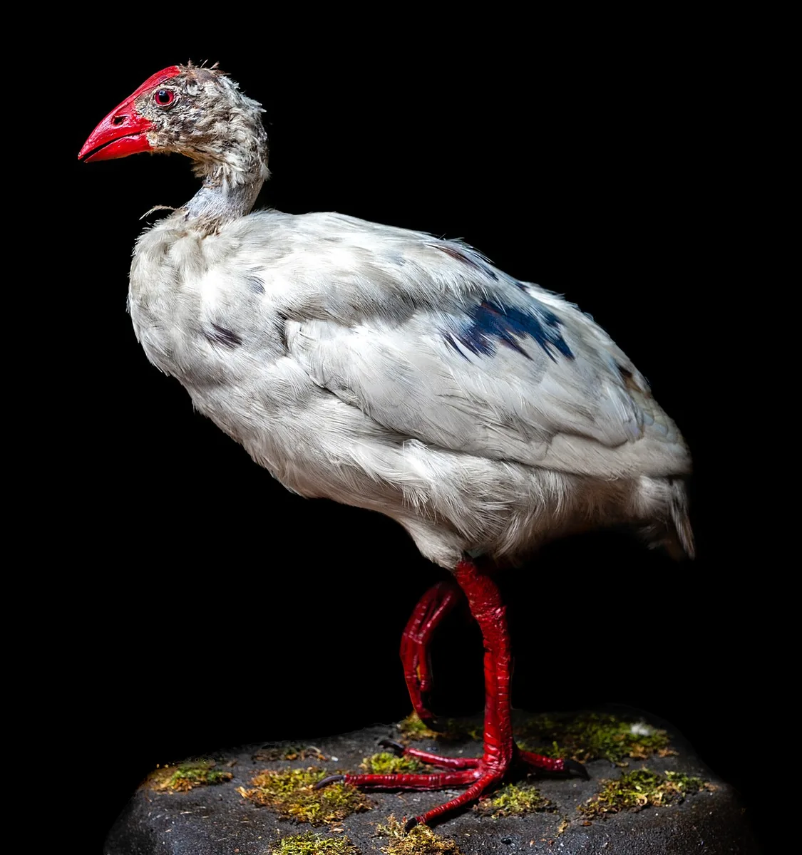 Mounted Lord Howe swamphen in a museum, a white bird with a thick red bill