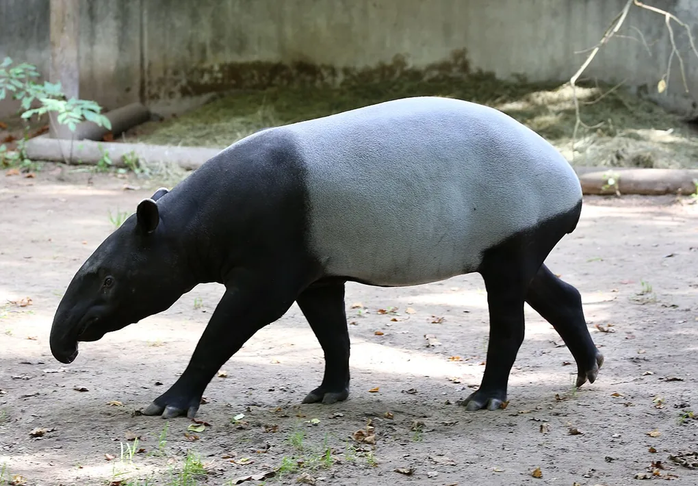 A Malayan tapir with a black front, white middle and black hind legs walking on sandy ground