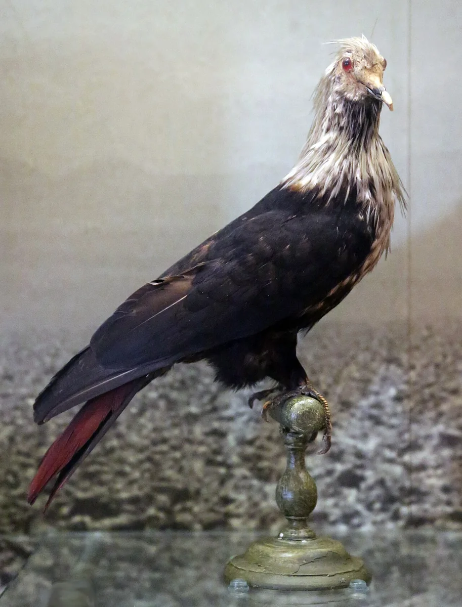 Museum specimen of a dark blue pigeon with a white head and neck and a red tail