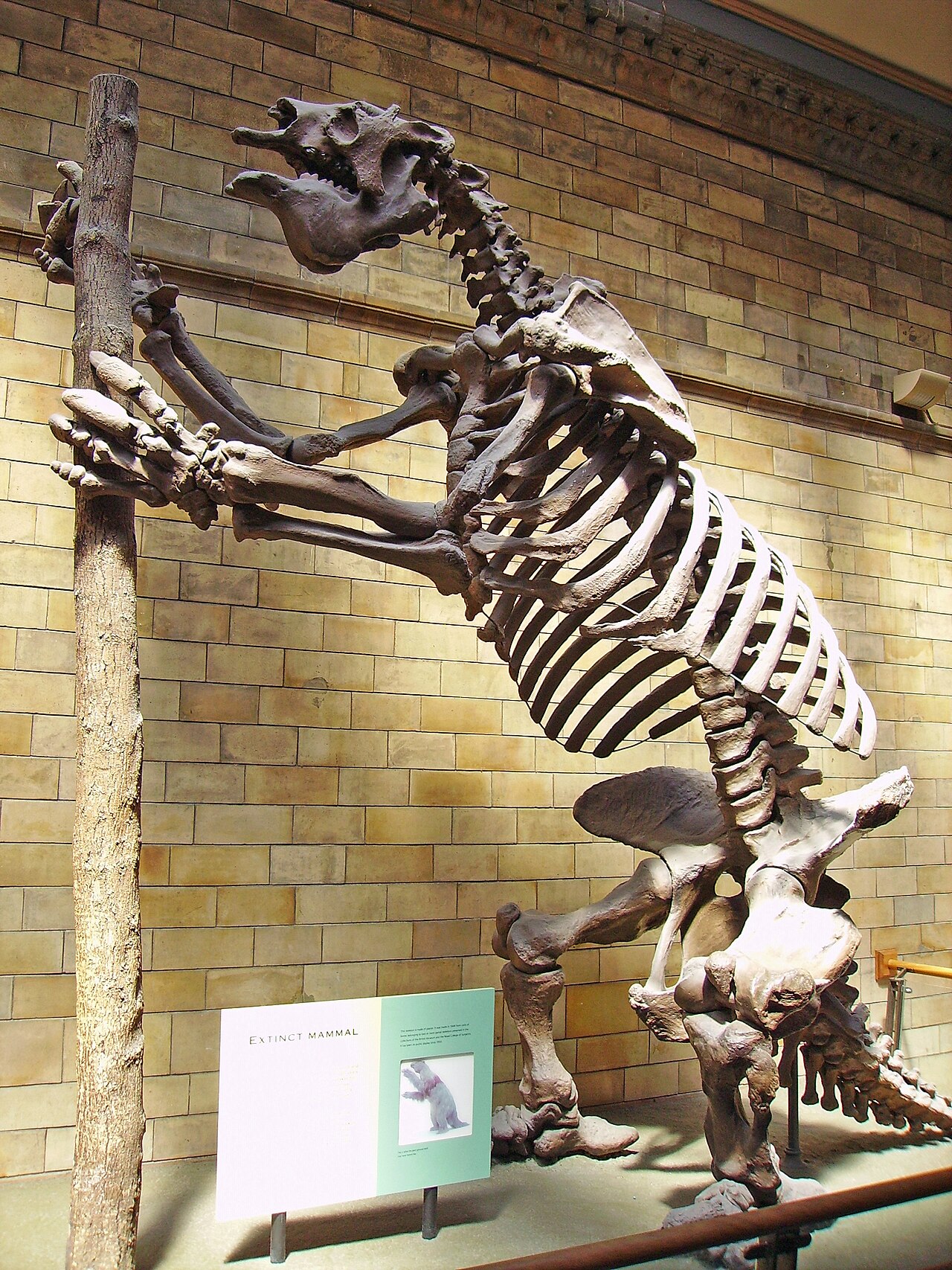 Mounted Megatherium americanum skeleton in a natural-history museum