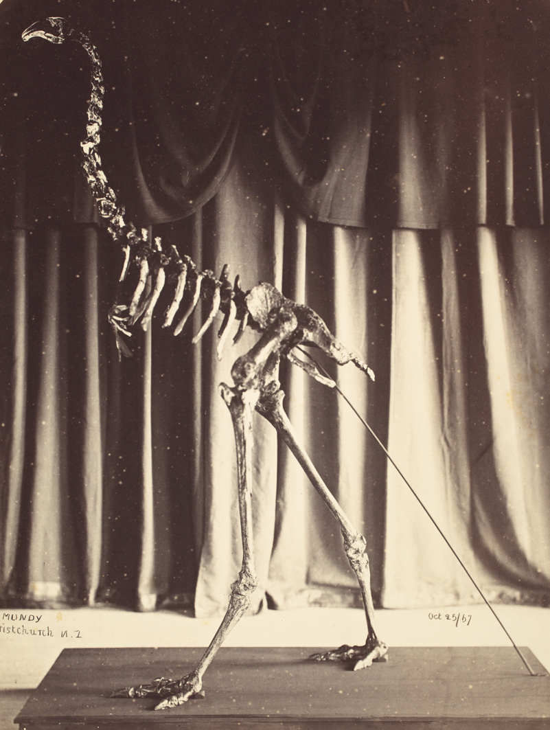 1867 museum photograph of a mounted giant moa skeleton