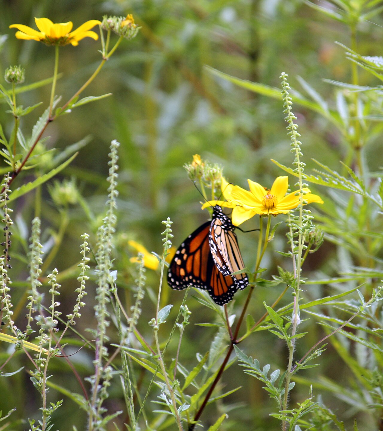 A monarch butterfly with orange-and-black wings perched on a flower