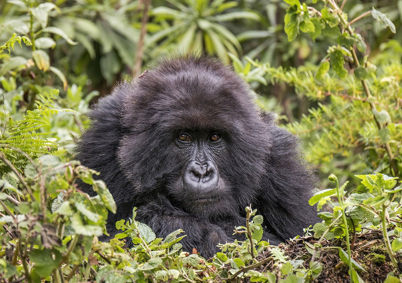 A mountain gorilla sitting in dense green vegetation