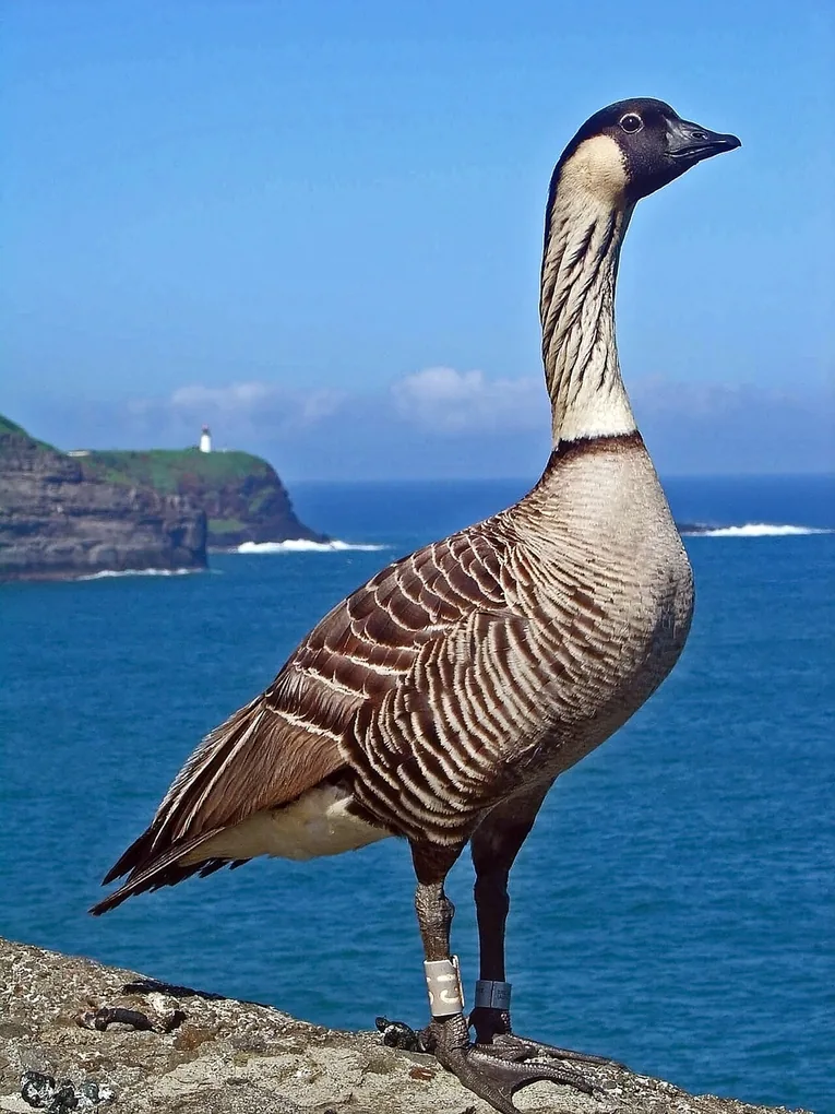 A nēnē goose with a black head, cream cheeks and a streaked buff neck standing on grass