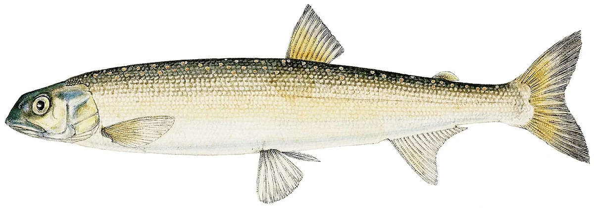 Old drawing of a slender silvery fish seen from the side