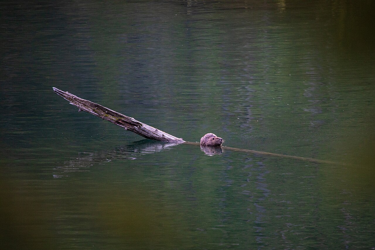 A North American beaver sitting on a log at the edge of a pond