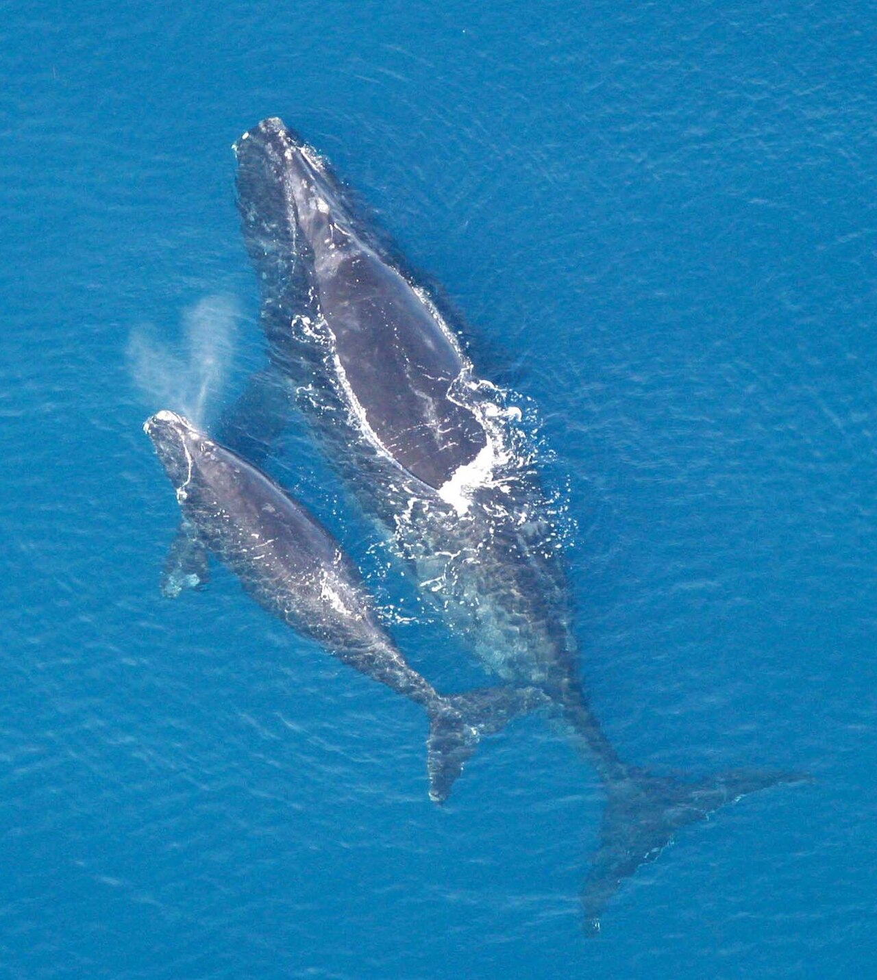 A North Atlantic right whale and calf at the surface