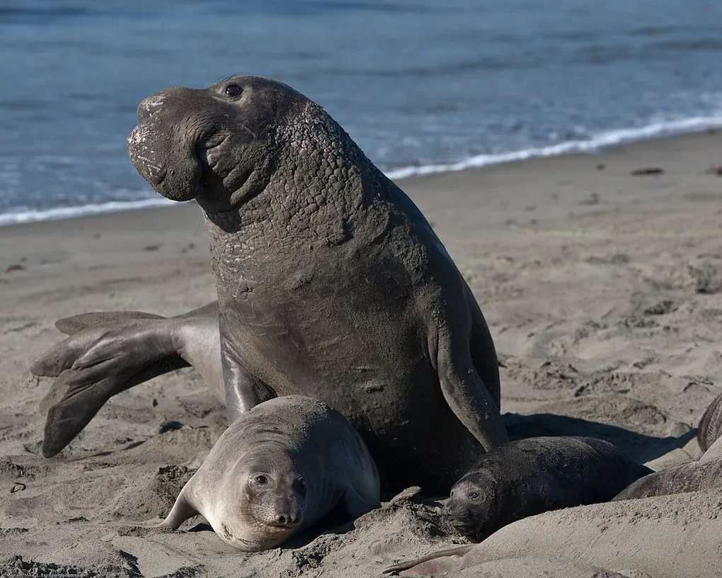 Northern elephant seals lying on a sandy beach with a big male rearing up among them