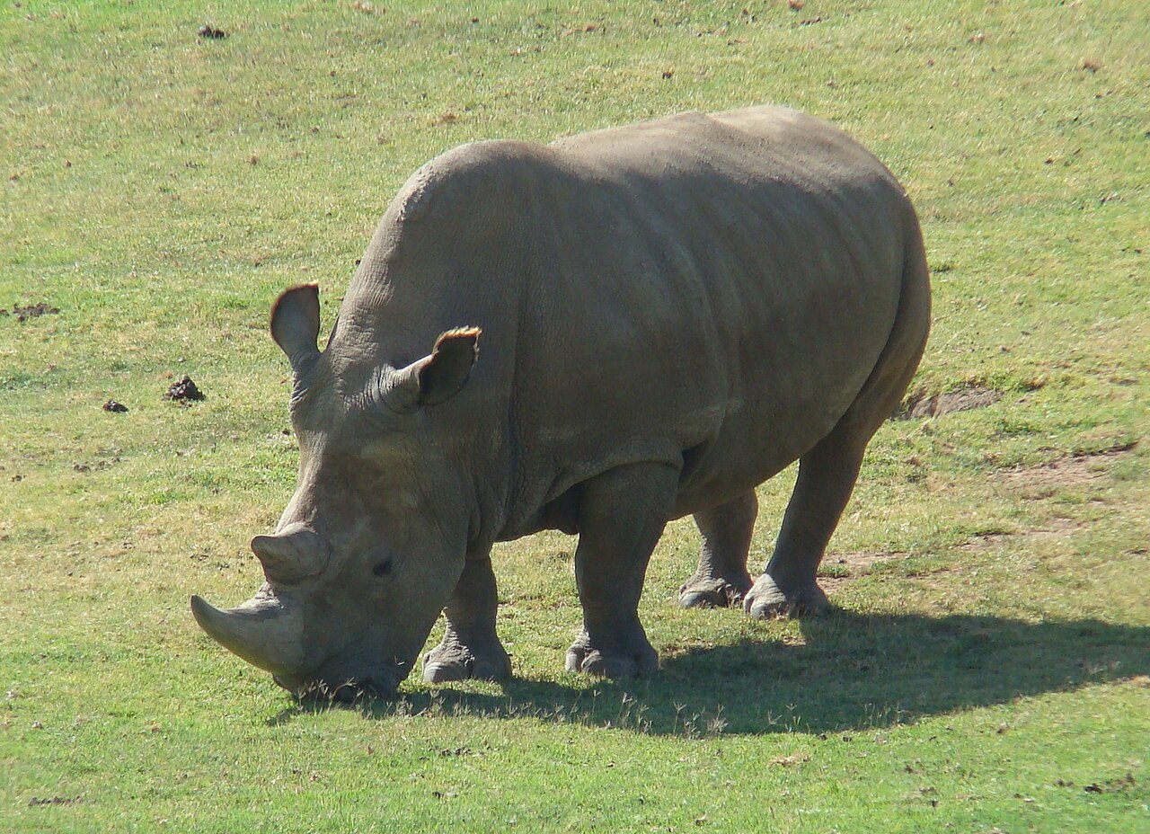 Angalifu, a northern white rhinoceros, grazing in a grassy enclosure