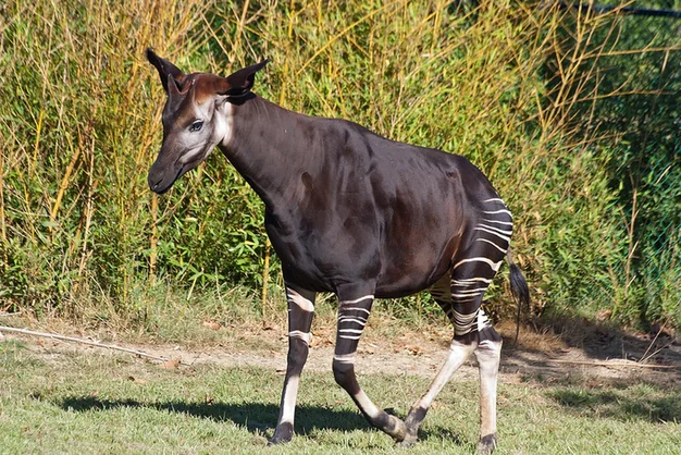 An okapi with a dark brown body and striped white legs standing on grass