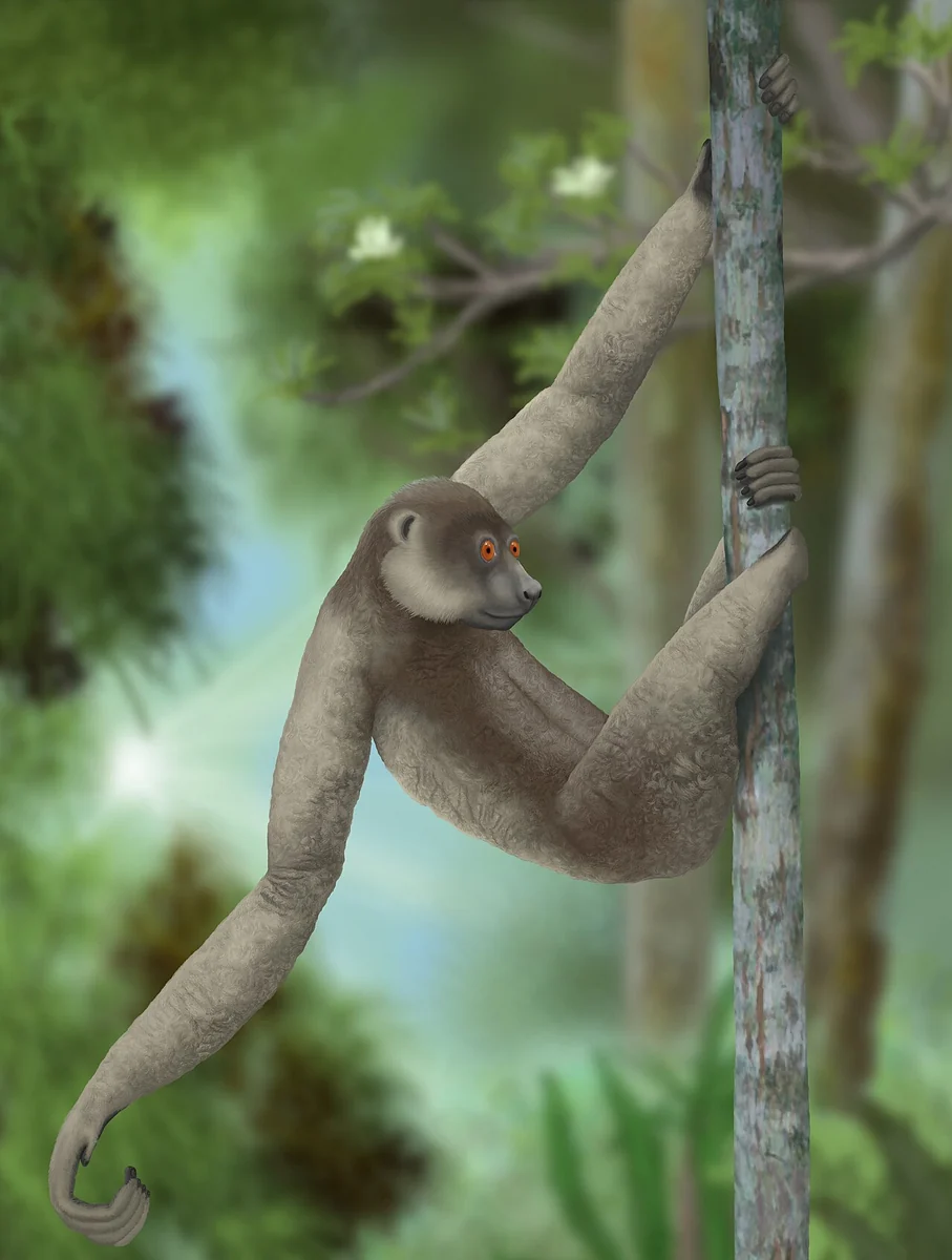 Life restoration of a large shaggy lemur hanging from a branch by its long arms and hooked feet