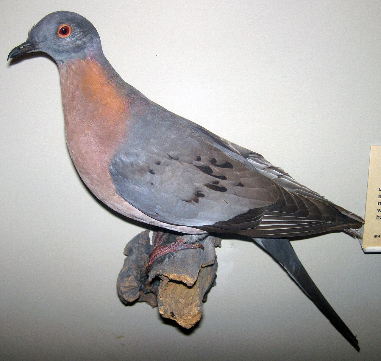 A mounted passenger pigeon on museum display