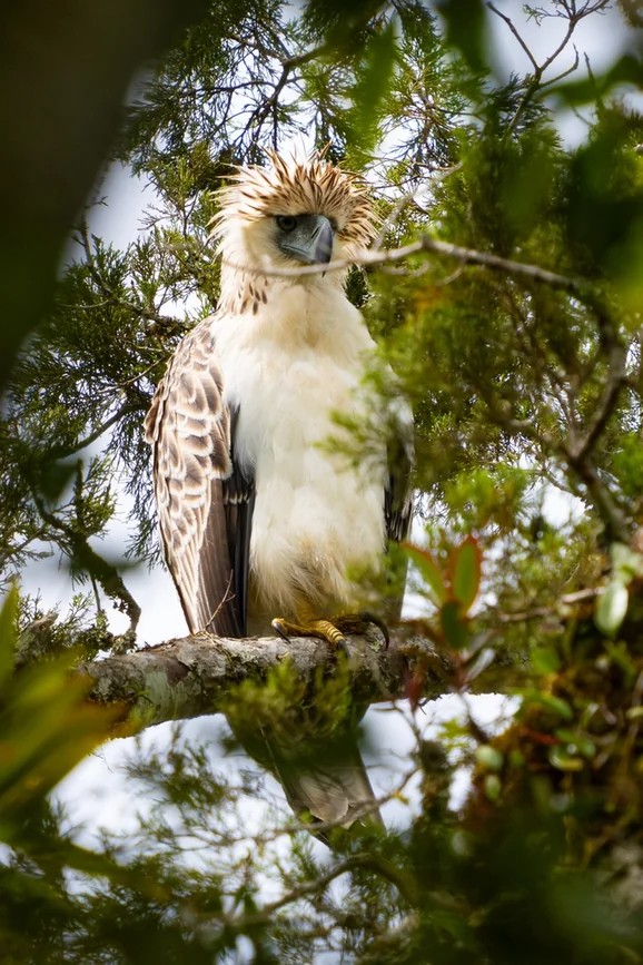 A Philippine eagle with a shaggy crest, pale chest and hooked bill