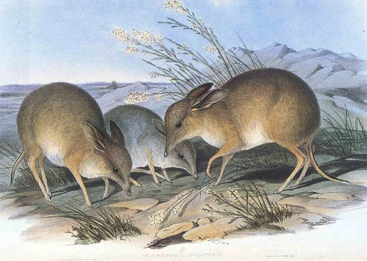 Old colour plate of two small long eared marsupials with thin legs