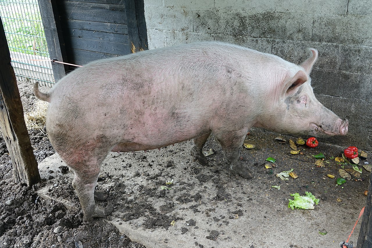 A domestic pig in a farm yard, pink-skinned and heavy
